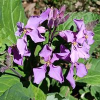 オオアラセイトウの画像