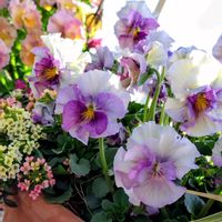 サクラソウ,ビオラ,謎の雑草,ビオラ　コルティルーチェ,バラ　楼蘭の画像