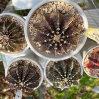 サボテン,ギムノカリキウム,珍奇植物,南アフリカ,サボテンの子株の画像