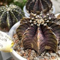 珍奇植物,南アフリカ,サボテンの子株,ギムノカリキウムフリードリッヒ,庭の画像