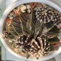 珍奇植物,南アフリカ,サボテンの子株,ギムノカリキウムフリードリッヒ,庭の画像