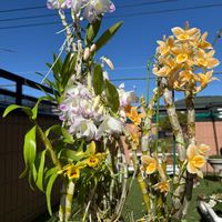 デンドロビウム,デンドロビウム,ヒマラヤユキノシタ,ミセバヤ,洋ランの画像