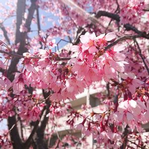 オカメザクラ,オカメザクラ,花友さんに感謝,今日を今を生きること,かおるんるんさんを忘れない！の画像