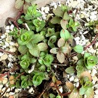 キク,オレガノ ミルフィーユ,麒麟草(きりんそう),癒し,多肉植物のある暮らしの画像