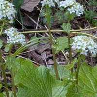 ワサビ,我が家の庭,小さな幸せ♡,春を楽しむ,ワサビのお花の画像