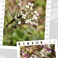 ナズナ,花のある暮らし,花自慢,春はすぐそこ,花中毒の画像