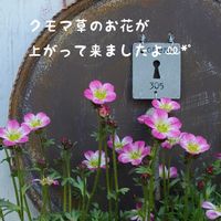 雲間草,今庭,リメ缶,ガーデニング,ナチュラルガーデンの画像