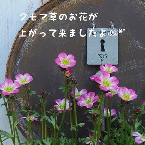 雲間草,今庭,リメ缶,ガーデニング,ナチュラルガーデンの画像