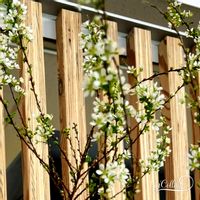 カーネーション,キンギョソウ,ユキヤナギ,ユキヤナギ,ユキヤナギの画像