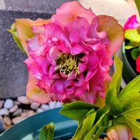 クリスマスローズ,鉢植え,花のある暮らし,ピンクのお花,季節のお花の画像