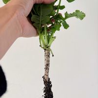 大根,大根,観葉植物,今日の一枚,植物のある暮らしの画像