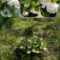 クリスマスローズ,スイセン,河津桜,えんどう豆,シェルティの画像