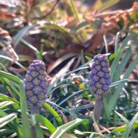 ムスカリ,花かんざし,雨ざらし,簡易温室,花いろいろの画像