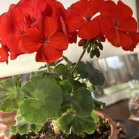 ゼラニウムの画像