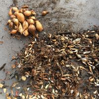 オキザリス,球根植物の画像