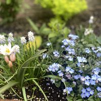 ガーデニング初心者,よく枯らしますの画像