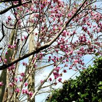 チューリップ,フリージア,木瓜(ボケ),シモクレン(紫木蓮),小さな箱に入れたよの画像