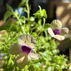 スーパートレニア・カタリーナブルーリバー,スーパートレニア カタリーナ ラムレーズン,鉢植え,冬越し,和室の画像