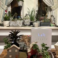 ウンベラータ,観葉植物,水耕栽培,チーム魔女っ子,ほんわか♥️ほんのりの画像