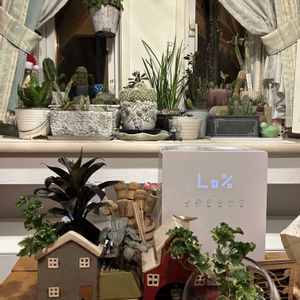 ウンベラータ,観葉植物,水耕栽培,チーム魔女っ子,ほんわか♥️ほんのりの画像