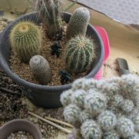 植え替え,サボテン科,育成記録,ベランダの画像