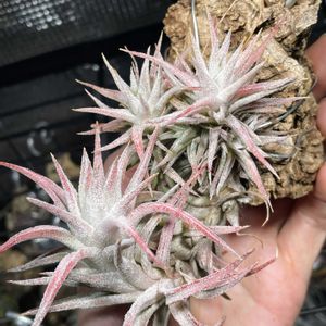 チランジア,成長記録,エアープランツ/チランジア,エアー プランツ,T.イオナンタ バンハイニンギーの画像