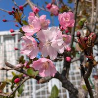 ハナカイドウ,鉢植え,花木,お花のある暮らし,小さな庭の画像