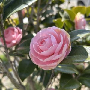 乙女椿,オトメツバキ,手作りの庭,挿し木にチャレンジ,花のある暮らしの画像