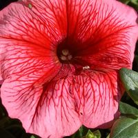 ペチュニア,エコチュニア,ガーデニング,我が家,ポット苗の画像