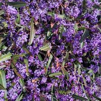 ハーデンベルギアの画像