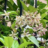 レモン,レモン,レモン,レモンの画像