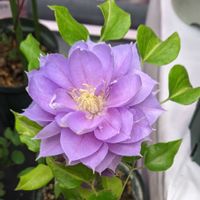 クレマチス,亀甲龍,クレマチスシルエット,お買い物,池袋サンシャインシティの画像