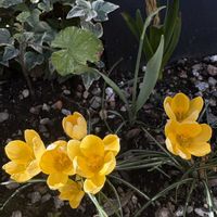 イチゴ,クロッカス,ゼラニウム,ヒヤシンス,斑入りアイビー(ヘデラ)の画像