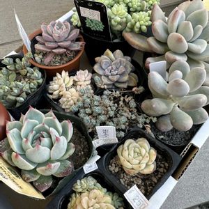 多肉,オパリナ,星美人,桃太郎,姫星美人の画像