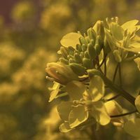 オオイヌノフグリ,菜の花,土手に咲く花の画像
