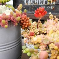 虹の玉,多肉植物,真っ赤,植物のある暮らし,多肉植物のある暮らしの画像