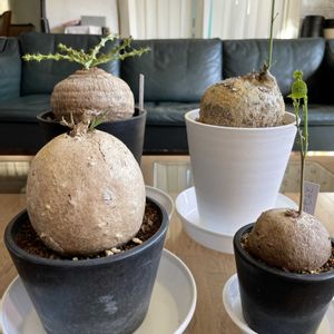 イポメア,ユーフォルビア属,アデニア　,ステファニア・エレクタ,ステファニアの画像