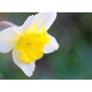 クチベニズイセン（口紅水仙）,広い庭の画像