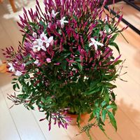 ハゴロモジャスミン,ハゴロモジャスミン,ジャスミン,お花,お花好きの画像