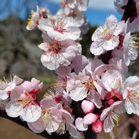 アンズ,散歩コース,GSに感謝。,あんずの花,植物観察の画像