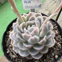 メキシカンスノーボール,寄せ植え,多肉植物,お出かけ先♡,小さな庭の画像