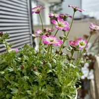 フクジュソウ,クモマグサ,iPhone撮影,玄関の画像