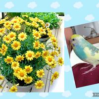 マーガレット,マーガレット・コンパクトイエロー,黄色い花,花のある暮らし,セキセイインコの画像