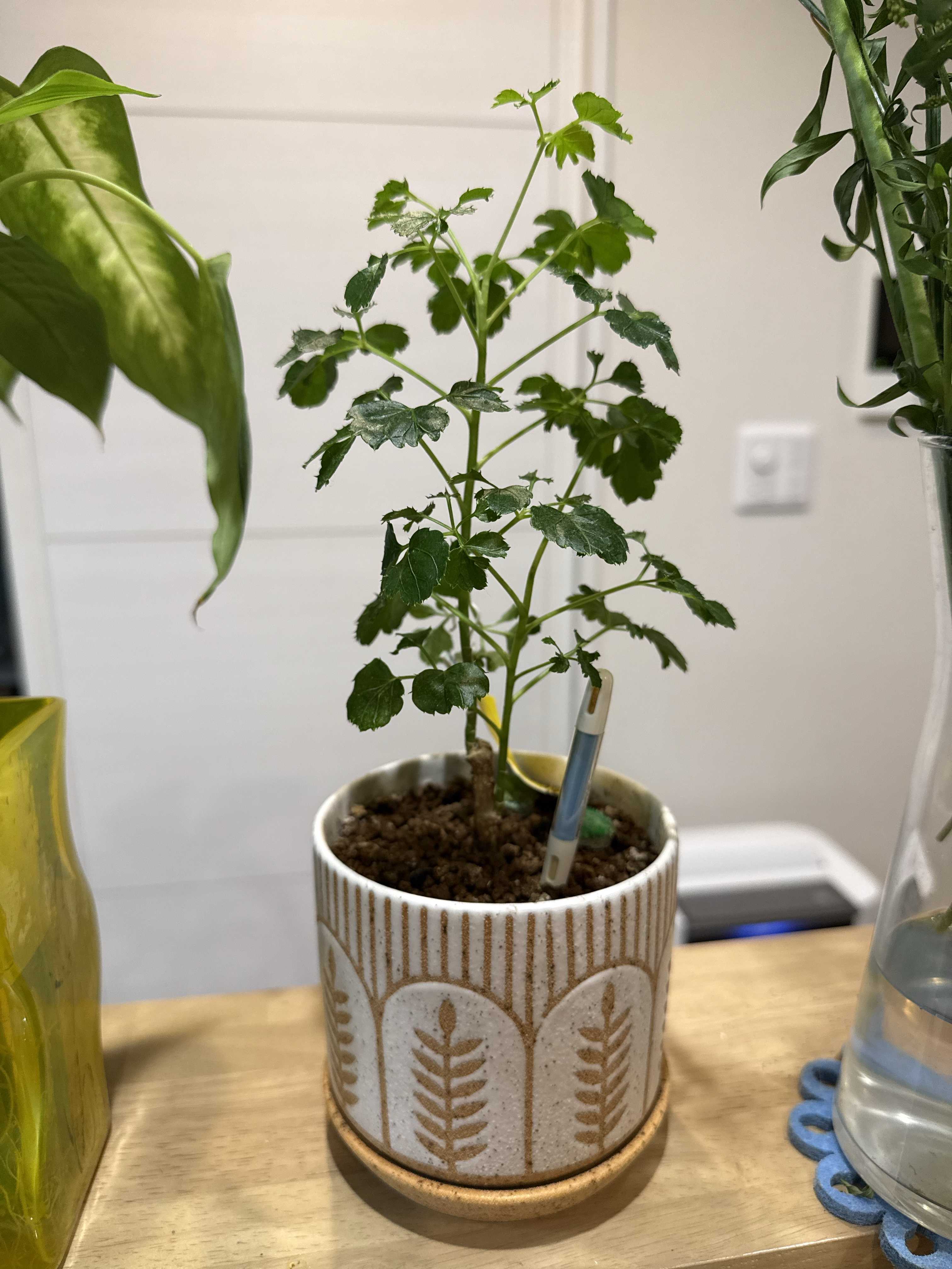 ポリシャスはどんな観葉植物？育て方や花言葉は？風水的にはどこに置く