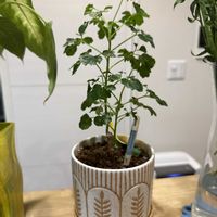 ポリシャスの画像