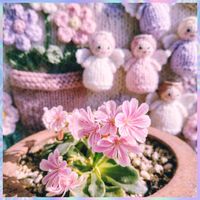 レウィシア,ビオラ,多肉棚,可愛い〜♡,ピンクの花の画像