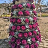 デージー,デージー,デージー,菜の花,菜の花の画像