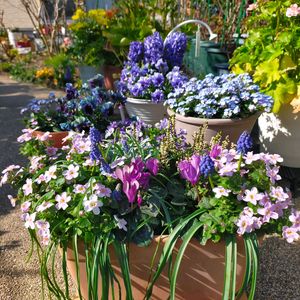 ヒヤシンス,ムスカリ,バコパ・コピア,カルーナ　ガーデンガールズ,メゾンドビオラの画像