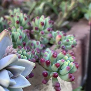 乙女心,虹の玉,桜牡丹,多肉植物いろいろ, ブロンズ姫の画像