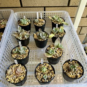 ザラゴーサ,多肉葉挿し,ブラッククイーン,多肉植物,葉挿しの画像